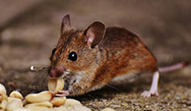 24 Hour & Emergency Exterminators in South Rutland, NY